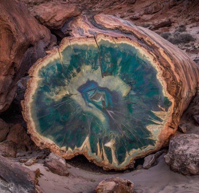 درخت سنگ‌شده در آریزونا با قدمت ۲۲۵ میلیون سال+عکس