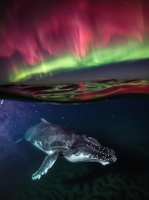 نهنگ گوژپشت در زیر نورهای قطبی دیده شد+عکس