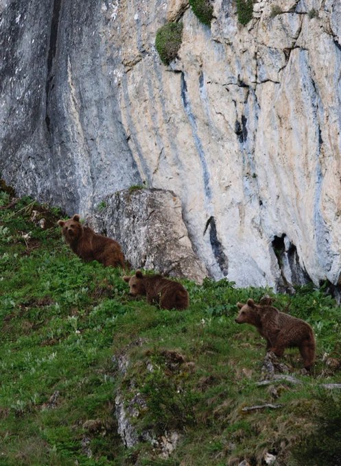 ۳ توله خرس قهوه‌ای در ارتفاعات مازندران دیده شدند+عکس