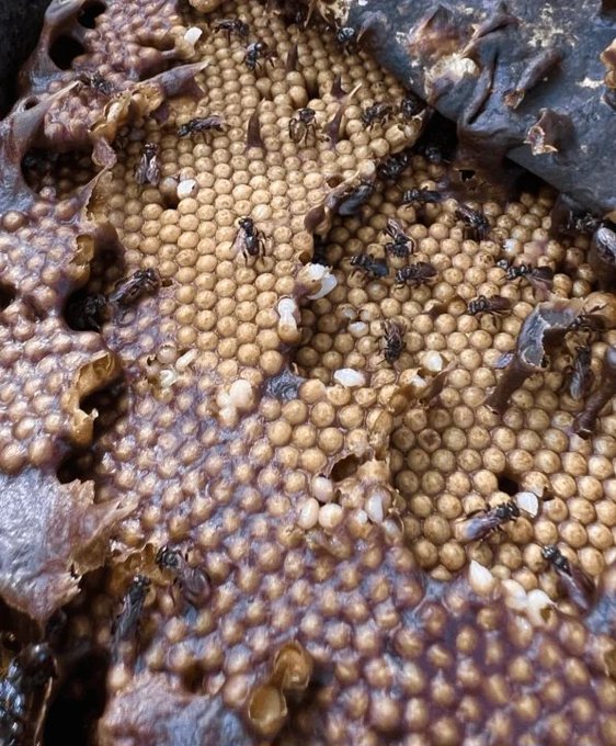 تصویر ترسناک از داخلِ لانه‌ زنبورهای لاشخور آمریکایی