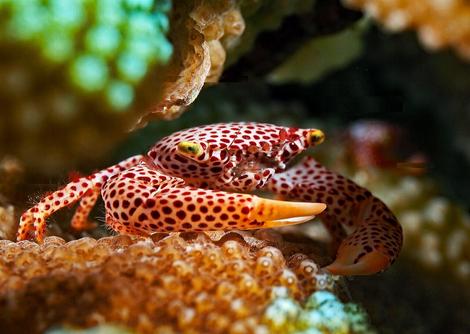 تصاویری از یک خرچنگ که برای زندگی با مرجان تکامل یافته است!
