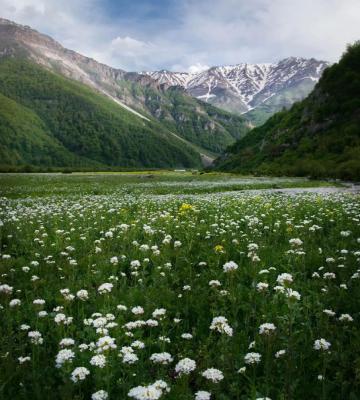 دشت دریاسر پوشیده از گل و زیبایی