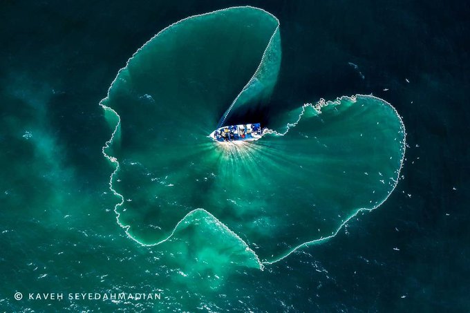 قابی خاص از صید ماهی ساردین در جزیره قشم+عکس