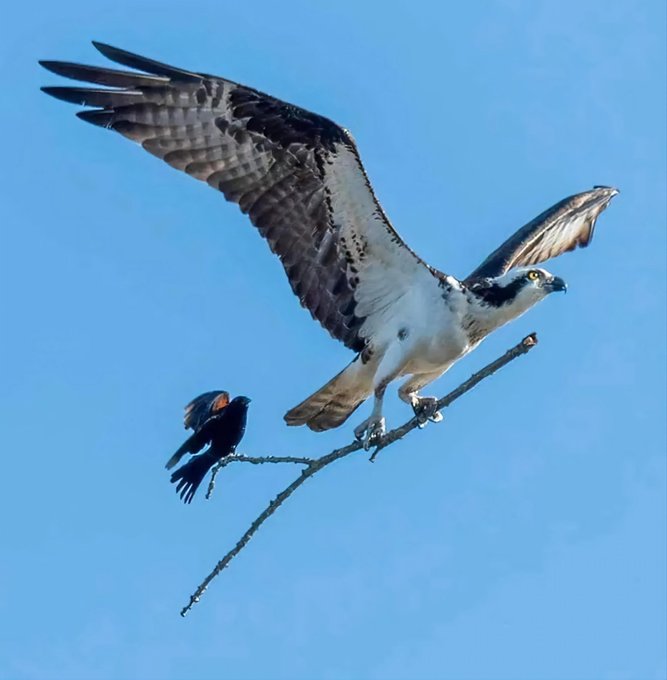 تصویر دیدنی از کمک گرفتن یک پرنده برای پرواز از عقاب