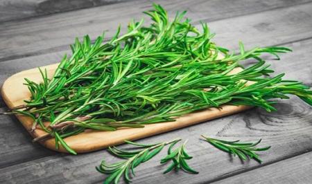 فواید گیاه رزماری و شیوه تکثیر آن 