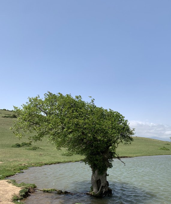 تصویر کارت پستالی از تک درخت کنار دریاچه گلدیان