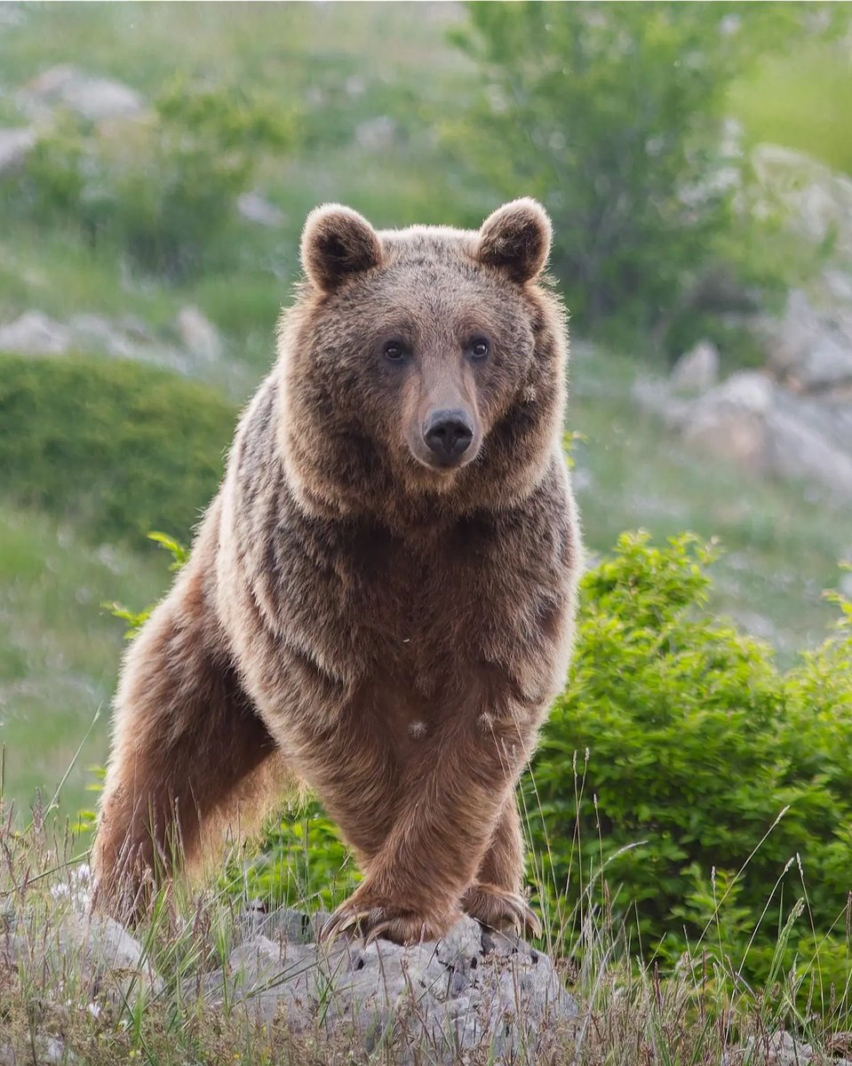 ژست گرفتنِ خرس خوش‌عکس در ارتفاعات شمال کشور + عکس