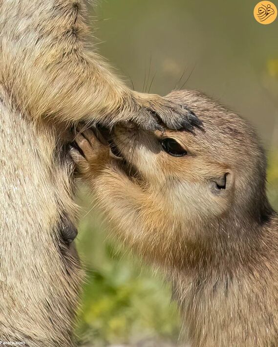 شیر خوردن نادر بچه سنجاب زمینی در همدان + عکس