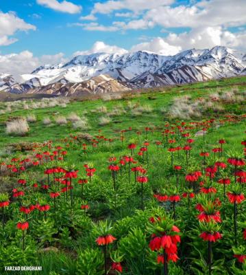 دشت لاله‌های واژگون الیگودرز که هر ایرانی می‌خواهد آن را ببیند+عکس