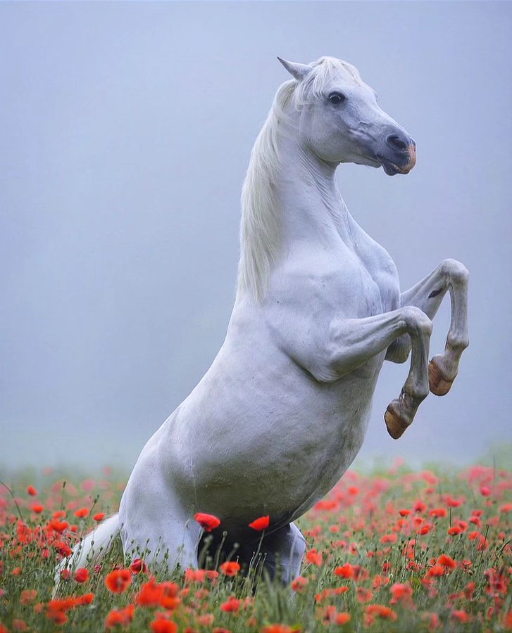 اسب سفید زیبا در دشت‌های تالش دیده شد+عکس