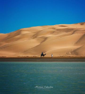 شتر سواری در بندر تنگ سیستان و بلوچستان+عکس