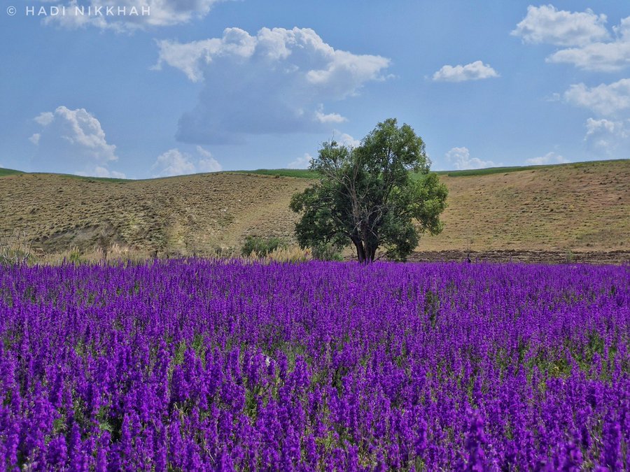 تصویر زیبایی از مزرعه گل زبان‌پس‌قفا در ایران+عکس