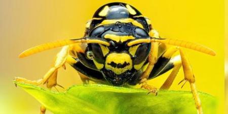 زنبور را از نمای نزدیک ببینید+ تصاویر