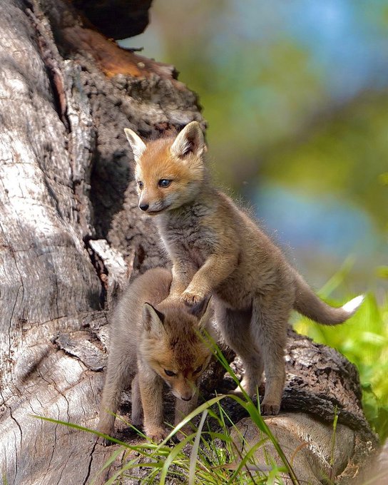 توله روباه‌ها در حال بازیگوشی در طبیعت ایران+عکس