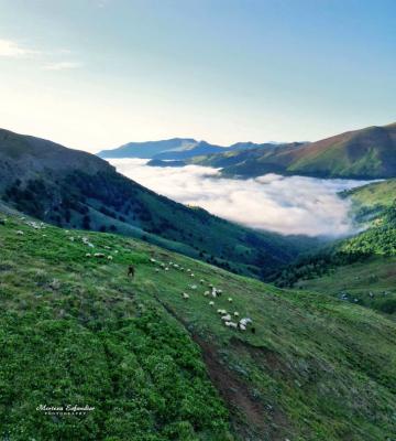 گله گوسفندان در طبیعت رویایی ماسال+عکس