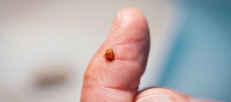 نیش ساس خطرناک است؟/ علائم وجود ساس در خانه