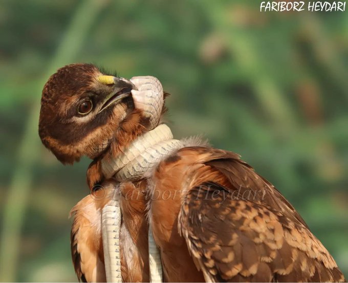 لحظه عجیب شکار مار قیطانی توسط پرنده سنقر+عکس