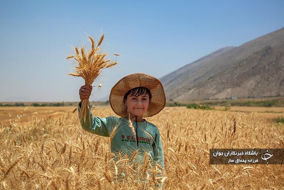 تصاویری از برداشت خوشه‌های طلایی در ایران 