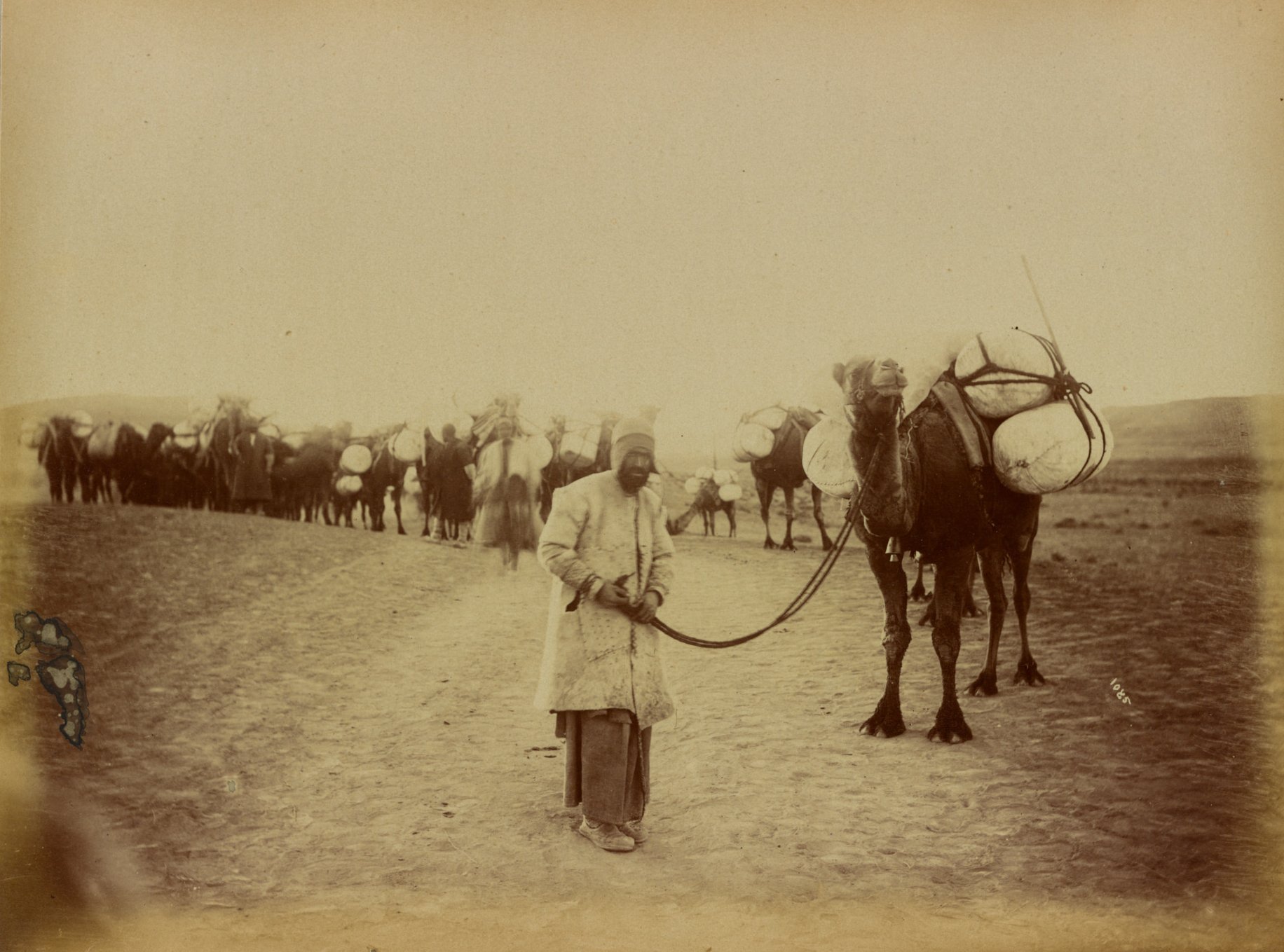 ساربان و کاروان  در راه کاشان+عکس
