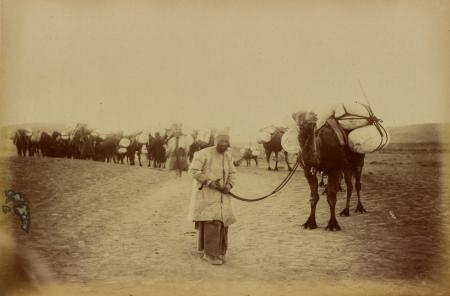 ساربان و کاروان  در راه کاشان+عکس