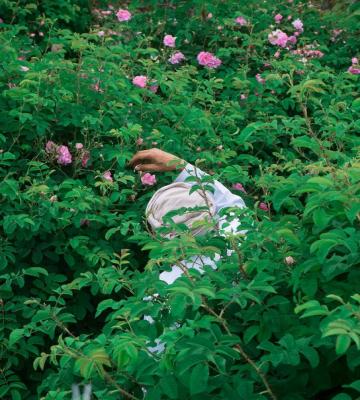صحنه‌ای زیبا از برداشت گل محمدی در عمان