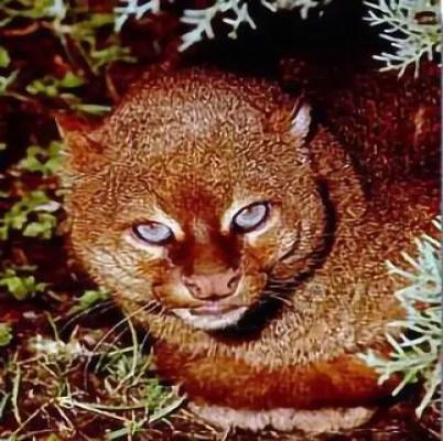 گربه‌ ترسناکی که سوت می‌زند، جیک‌جیک می‌کند و ۱۳ صدای متفاوت درمی‌آورد! + تصاویر