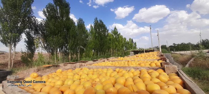 برداشت نگین طلایی از باغات بارور زردآلوی ماه‌نشان 