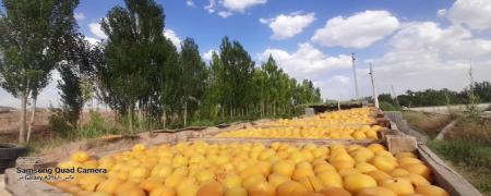 برداشت نگین طلایی از باغات بارور زردآلوی ماه‌نشان 