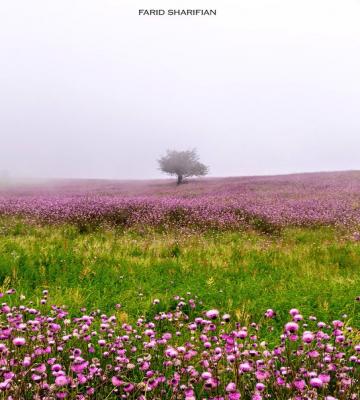تصویر رویایی از بهار تالش