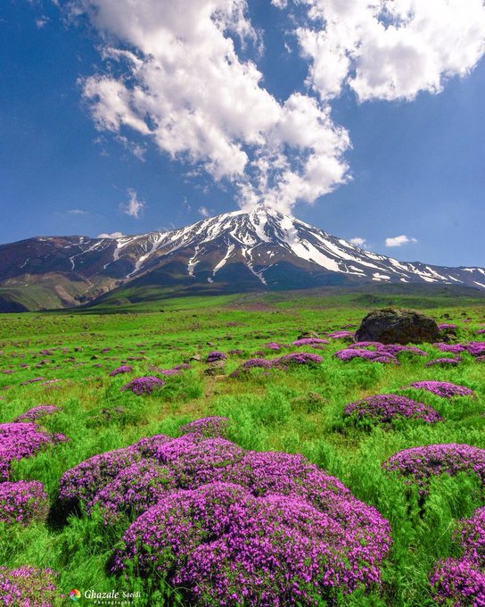 جبهه شمالی دماوند غرق در گل و زیبایی+عکس