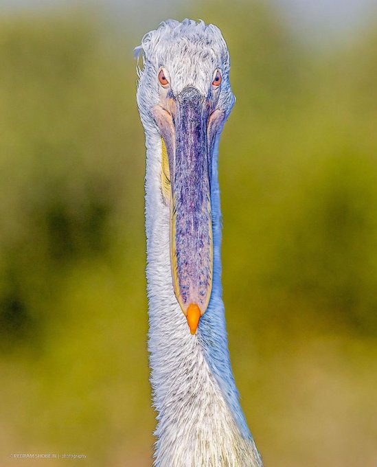 پرتره‌ زیبا از پلیکان خور تیاب +عکس