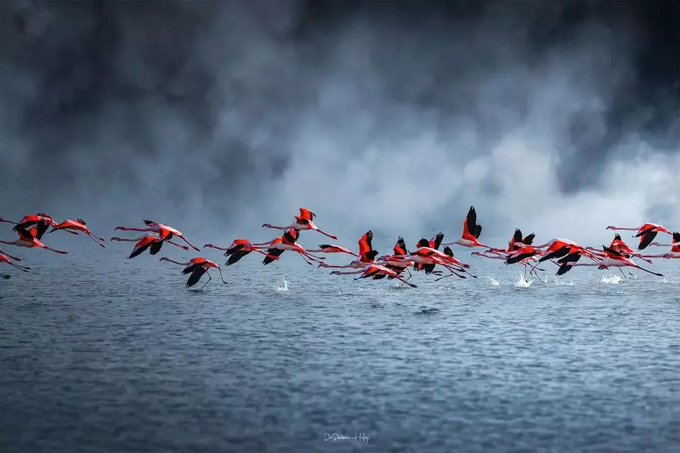 فلامینگوهای زیبا در شبه جزیره میانکاله+عکس