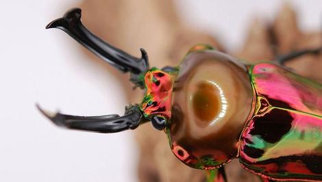 نمای ماکرو از سوسک‌ گوزنی رنگین کمانی تیره از زیرراسته سوسک‌های همه‌چیزخوار 