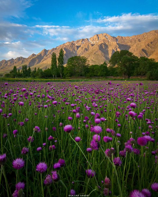 بهار خوانسارو گل‌های زیبای‌اش+عکس