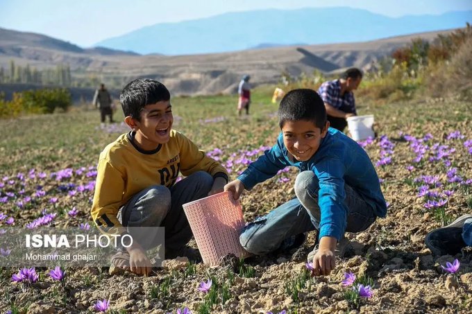 برداشت زعفران از مزارع روستای وامنان+عکس