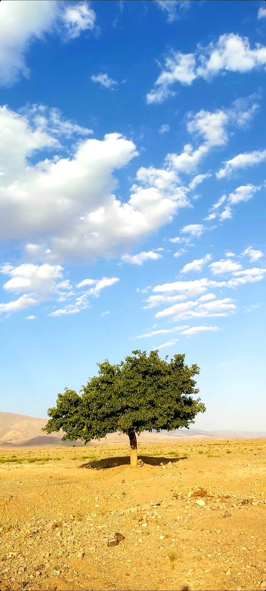 تصویر خاص از یک تک درخت در نیشابور+عکس