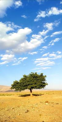 تصویر خاص از یک تک درخت در نیشابور+عکس