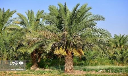 آغاز برداشت رُطب در فصل خرماپزان خرمشهر 
