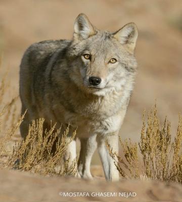 تصویر پربازدید از گرگ خاکستری زیبا در یزد 