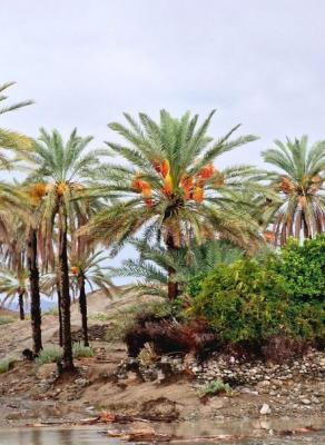 بلوچستانِ زیبا و نخل‌هایش