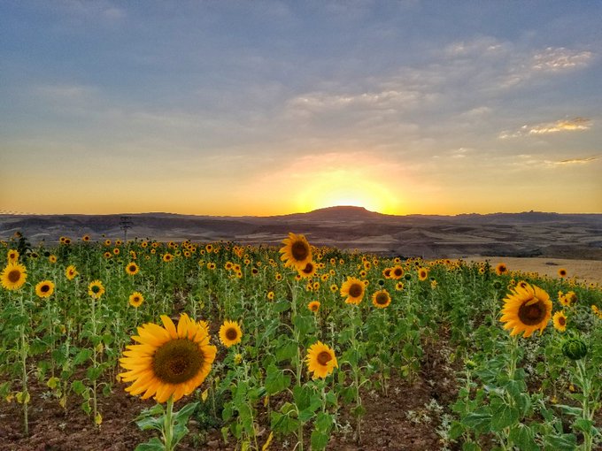 تصویر دیدنی از مزرعه آفتابگردان در ایران زیبا