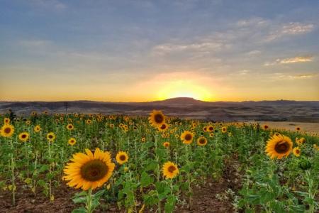 تصویر دیدنی از مزرعه آفتابگردان در ایران زیبا