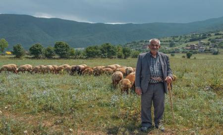 تصویری از گله گوسفندان در رشت