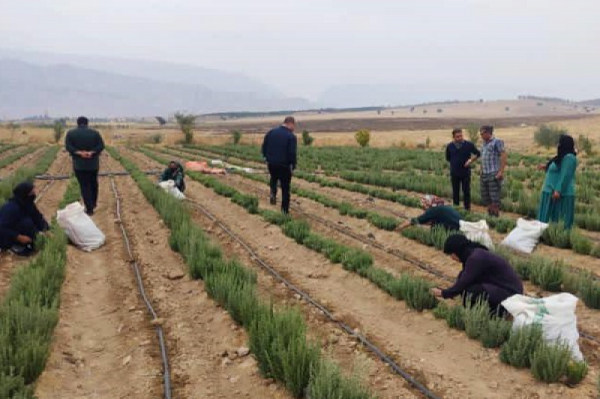 زیر کشت رفتن 30هکتار زمین کشاورزی با گیاهان دارویی