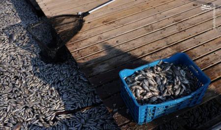 مرگ ماهی‌ها در یک رودخانه در یونان + عکس