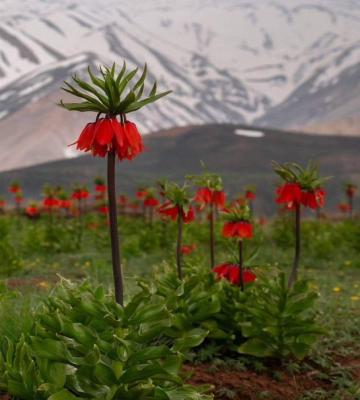 تصویر تماشایی از دشت لاله‌های واژگون
