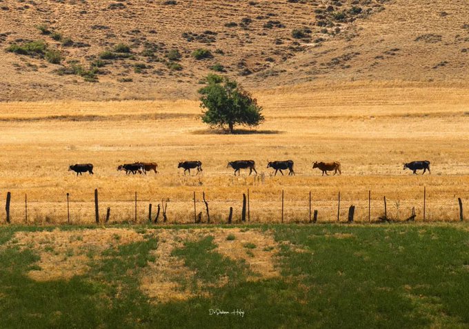 تصویر تماشایی از گله گاوها در مازندران