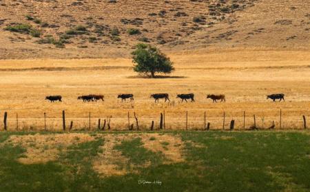 تصویر تماشایی از گله گاوها در مازندران