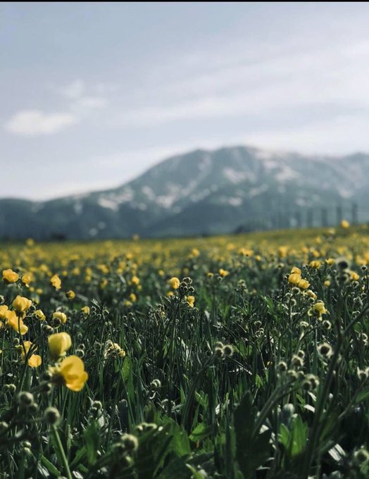 تصویر زیبا و دیدنی از ارومیه پرگل