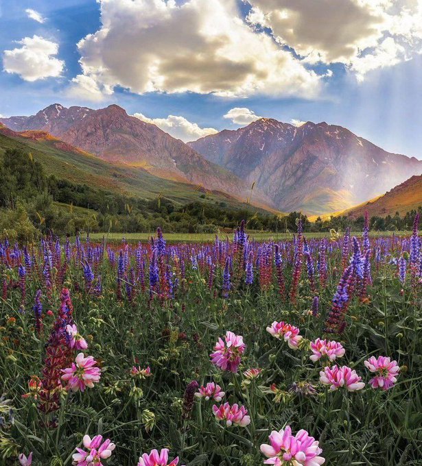 اشترانکوه غرق در گل و زیبایی